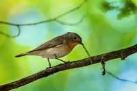 Lejsek maly - Ficedula parva - Red-breasted Flycatcher 6618n